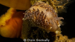 Nudibranch taken on wreck of the Julia T in Connemara on ... by Oisin Gormally 